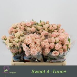 Sweet 4 tune 50cm