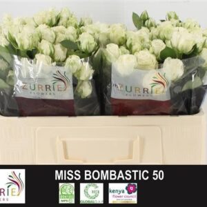 Miss Bombastic 50cm