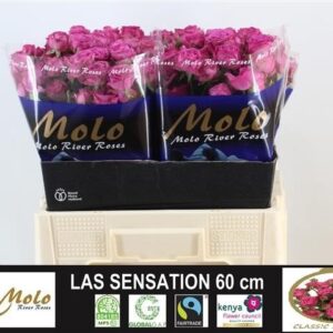 Class Sensation 60cm