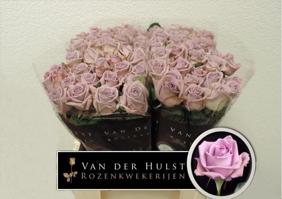 Ar 60 A1 80st-1528103