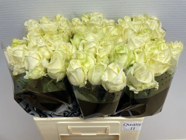 Lengte 60 A2-2057404