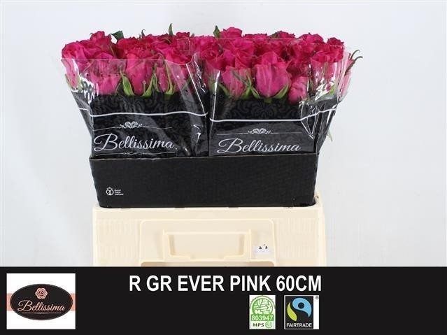 R GR EVERP 60-1824771