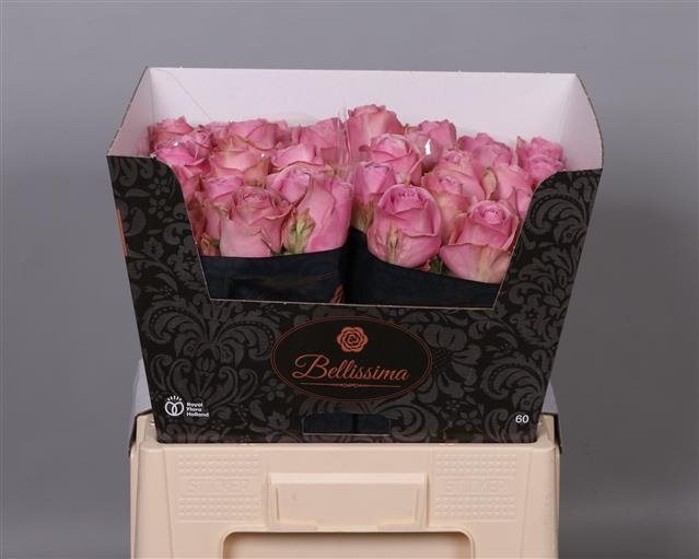 R GR WHAM 60-1497109