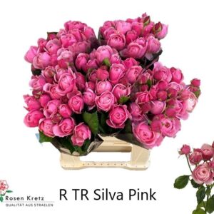 Silva Pink 40cm