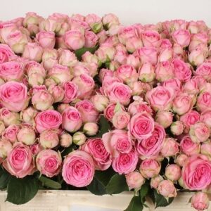 Super Sensation 40cm