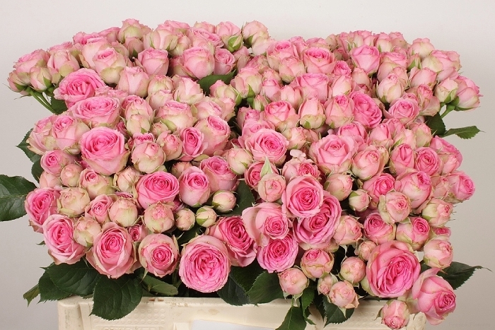 R_Tr_Super_Sensation