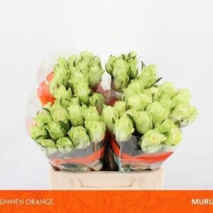 Muru@ 40cm