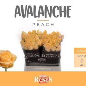 Avalanche Peach 40 cm