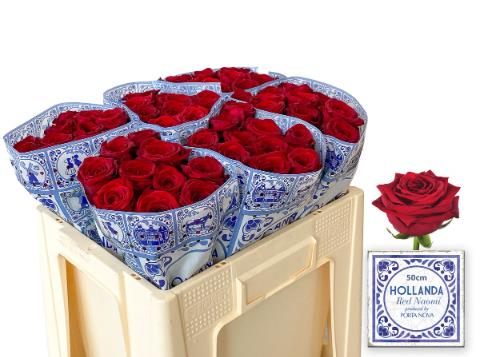 red naomi 50 hollanda