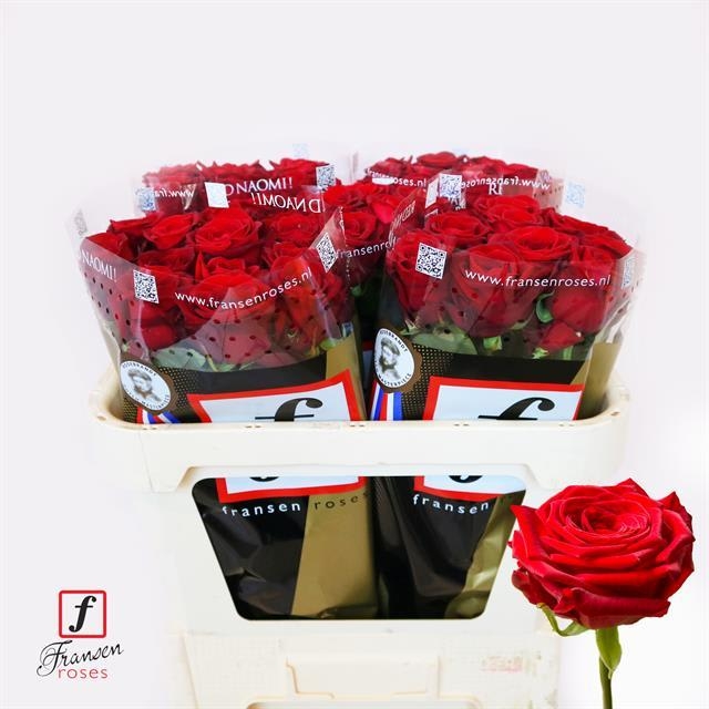 red naomi 70 fransen