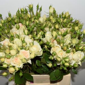 Matthias claudius 40cm