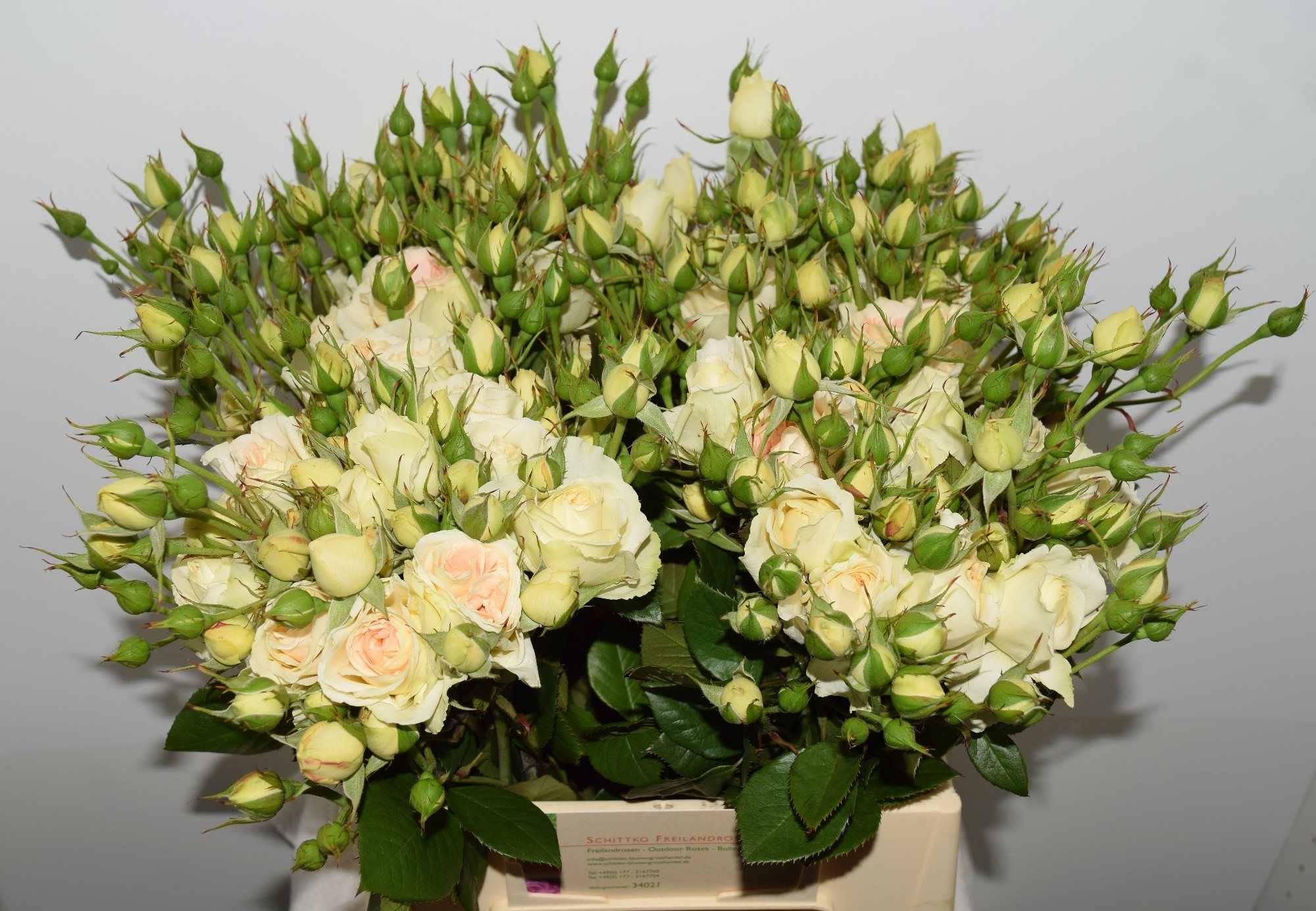 schmatthias40-2736681