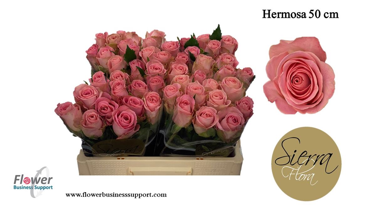 0x913F038370EA70E89CD6566A073C46D79A1844D2