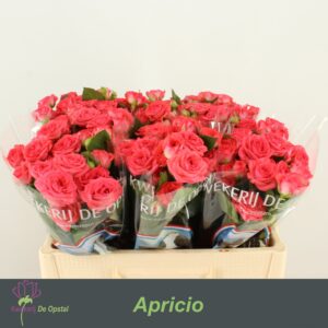 Apricio 45cm