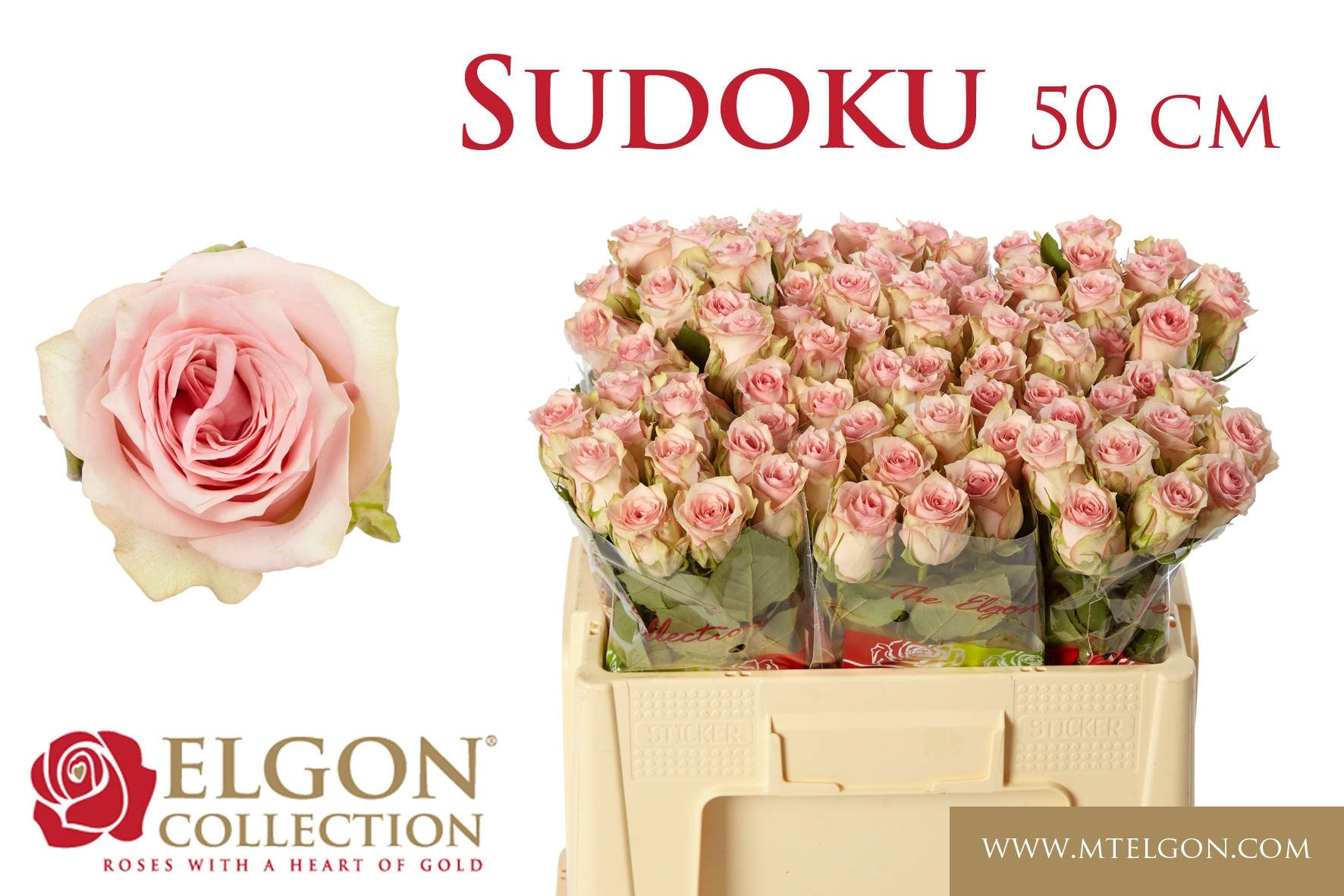 9758616e72620-2525368