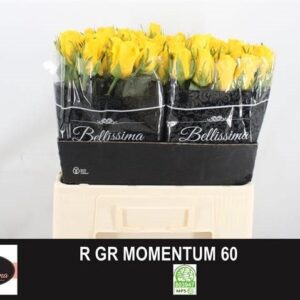 Momentum 60cm