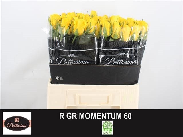 R GR MOMENT60-2263640