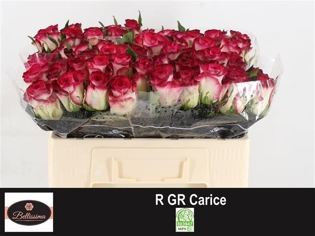 R Gr Carice50-2756050