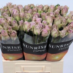 Samantha Bridal 60cm