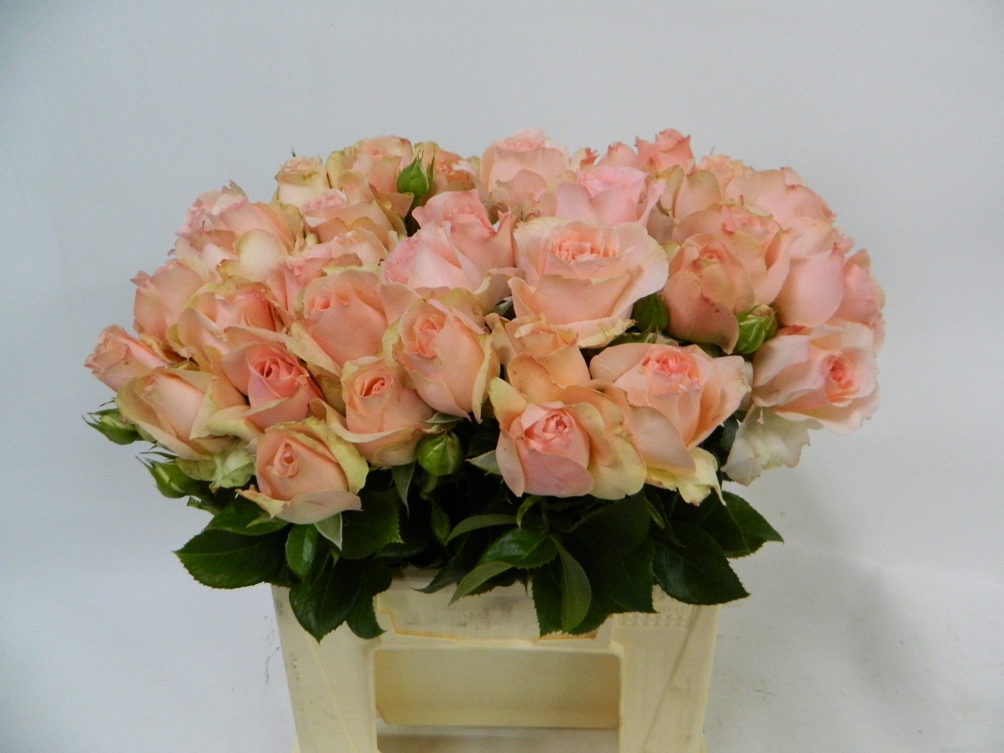 WeddingAnge40-2752773