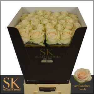 Lovely Avalanche 70cm