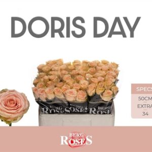 Doris Day 50cm