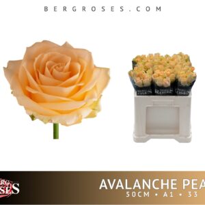 Avalanche Peach 50cm