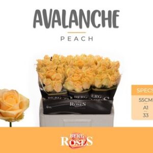 Avalanche Peach 55cm