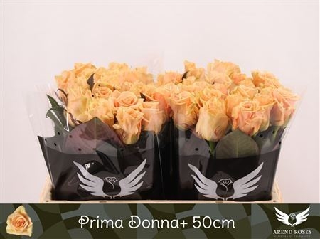 prima donna 50