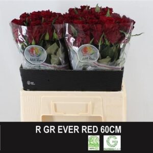 Ever Red 60cm