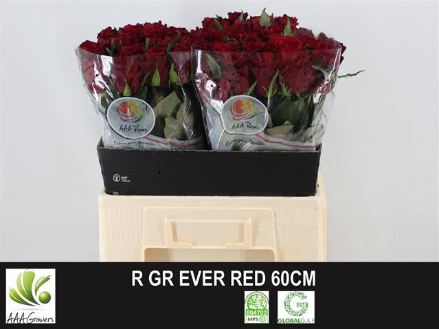 R GR EVERR 60-2826187