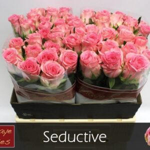 Seductive 60cm