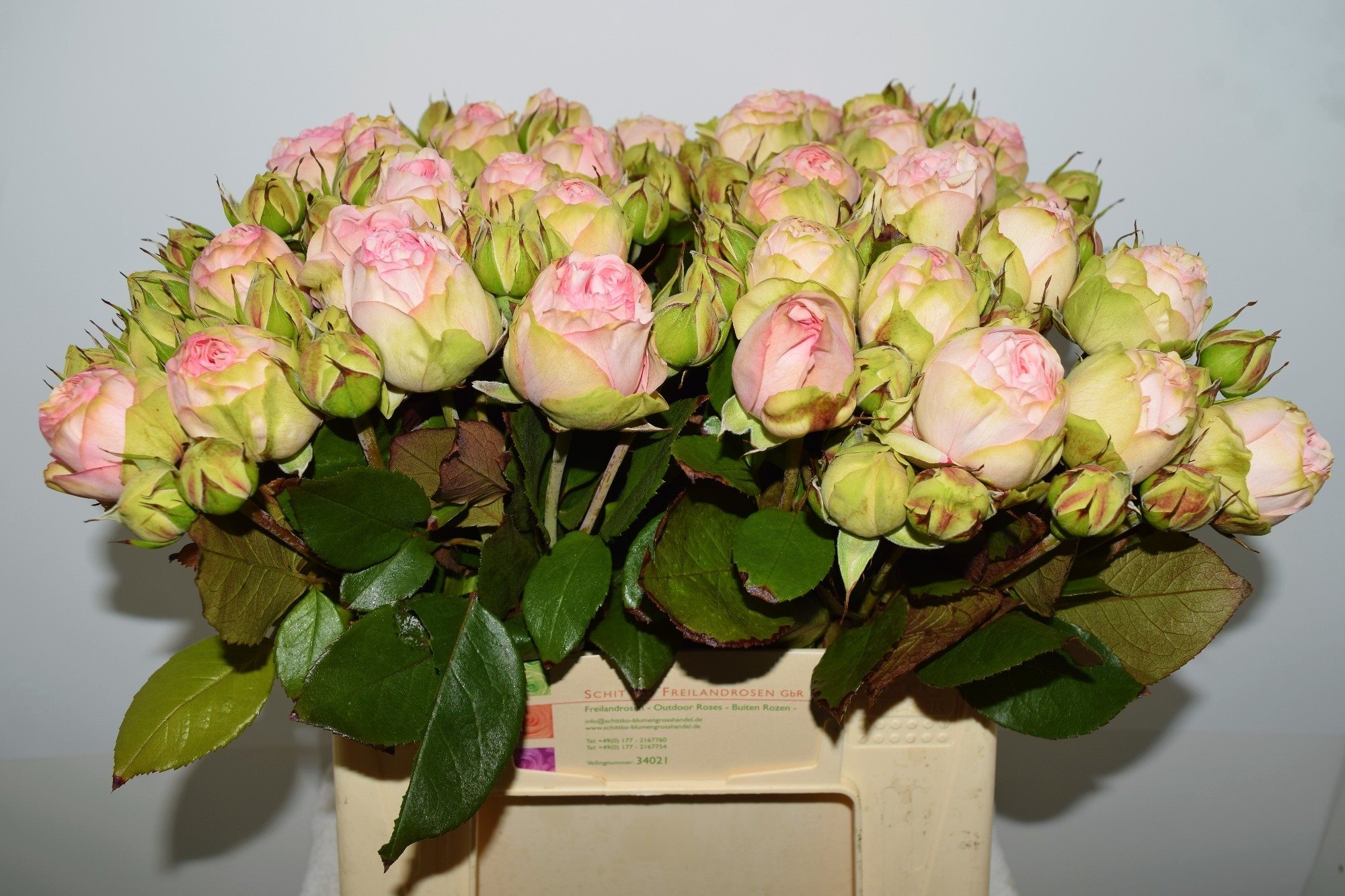 schcharming40-2644429