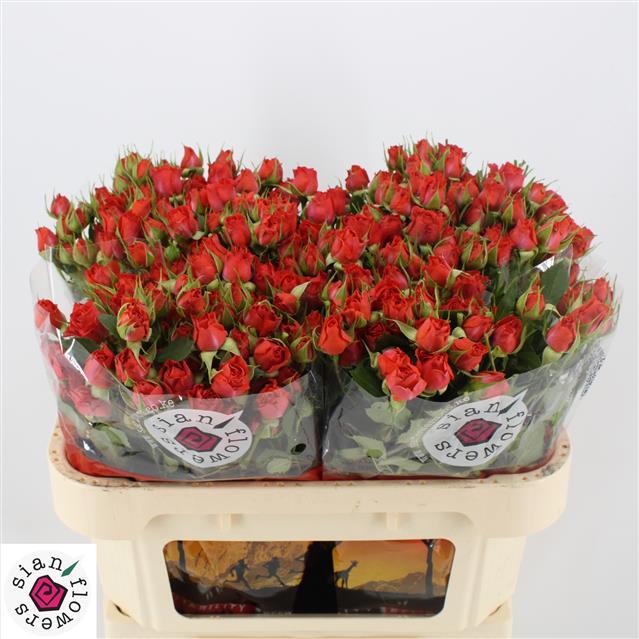 0x91F0AE0B184A030B9B565DE8053E70255BDBEDE8