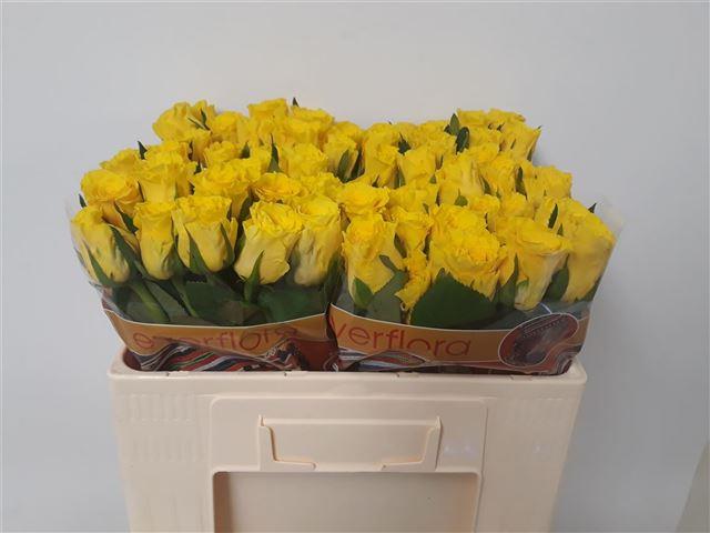 0xF0F7A33D7B0C641F9AFC52C56324289D4EBFD17F