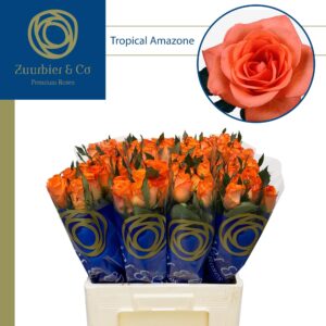 Tropical Amazone 60cm