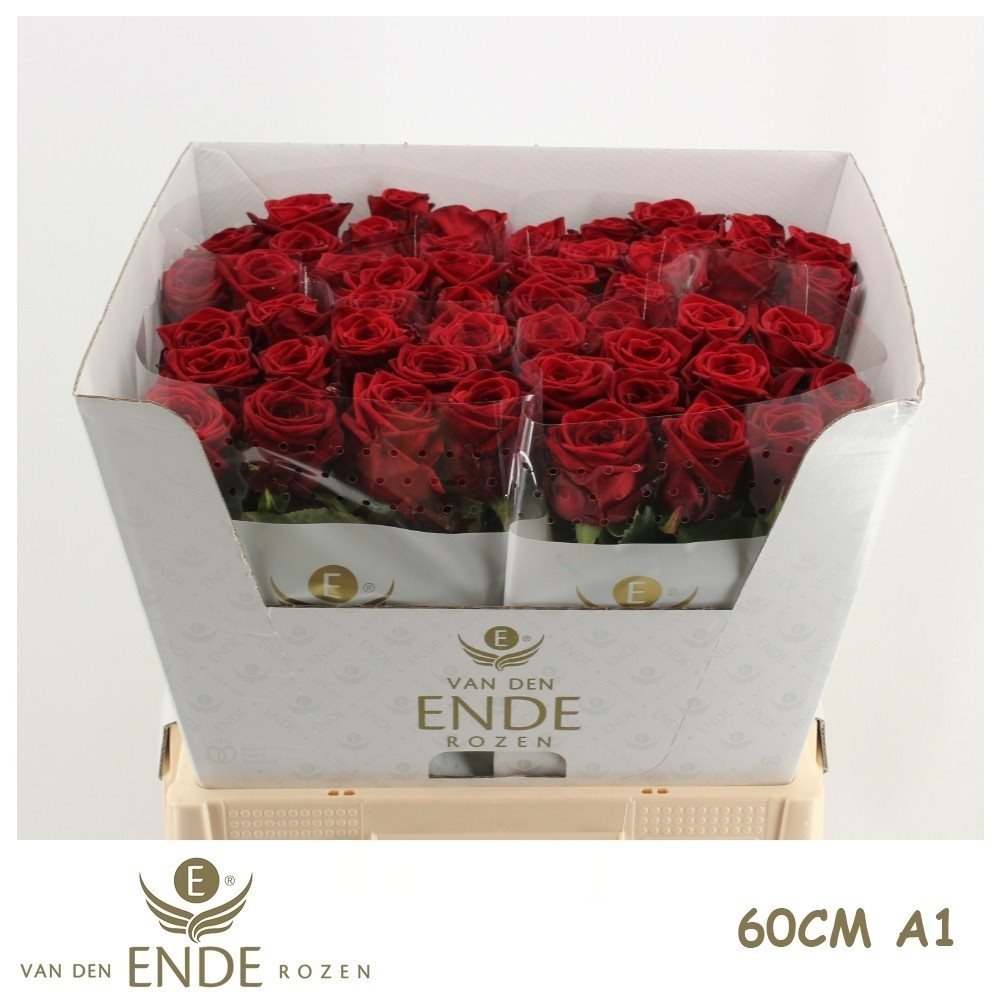 LEGEND60CMA-C-2844864