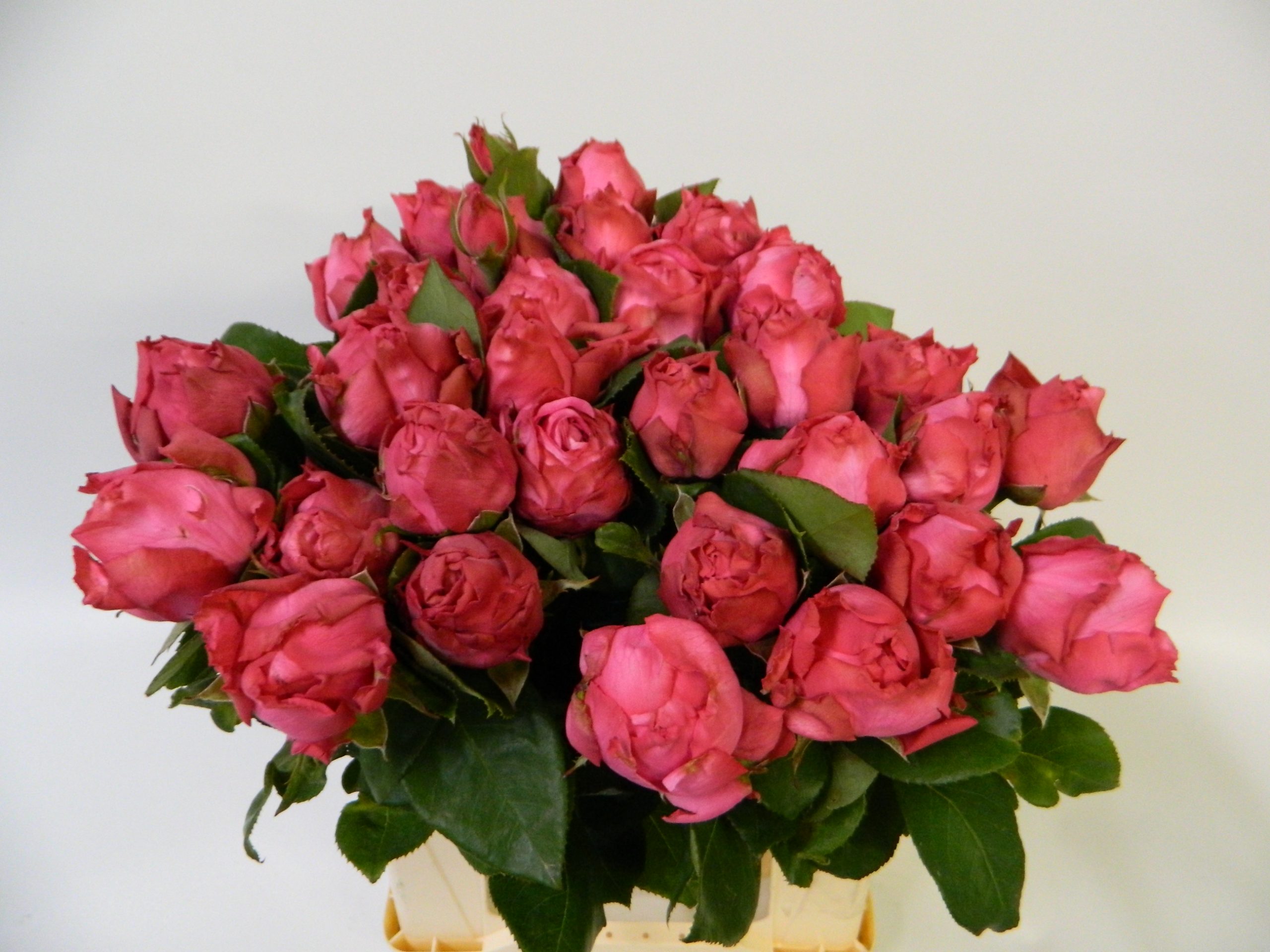 Mon-Petit-Chou-566-scaled