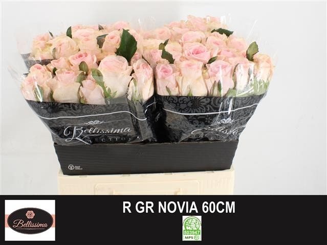 R GR NOVIA50-2740773