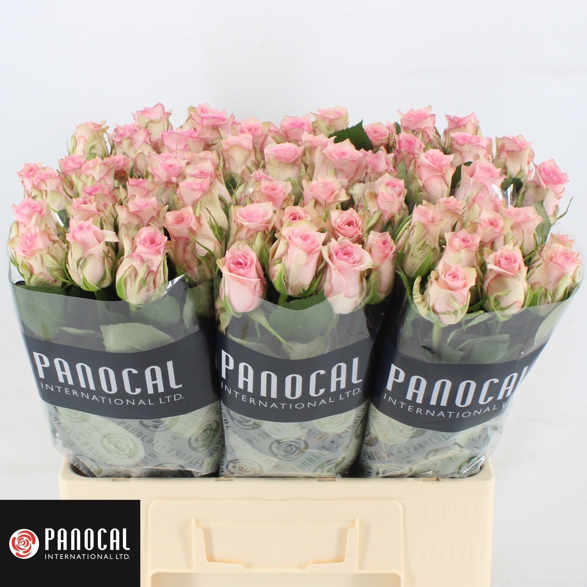 R GR SUDO 60-2878799