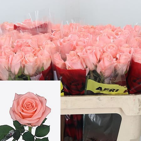 Rose-Pink-Panash-70cm