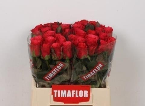 Timaflor Rosa gr tacazzi 40cm