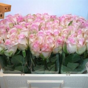 Avalanche Sorbet 60cm