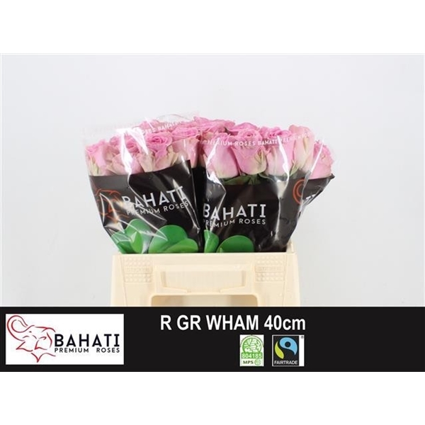 wham 40