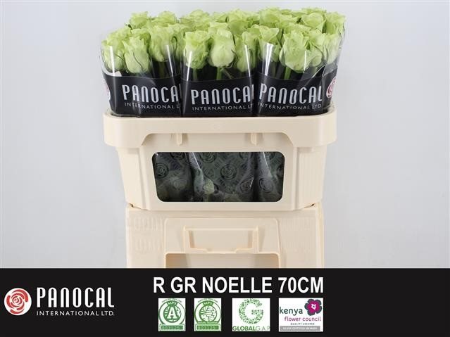 124245 Noell-1888328