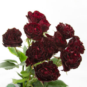 Butterfly Sensation 50cm