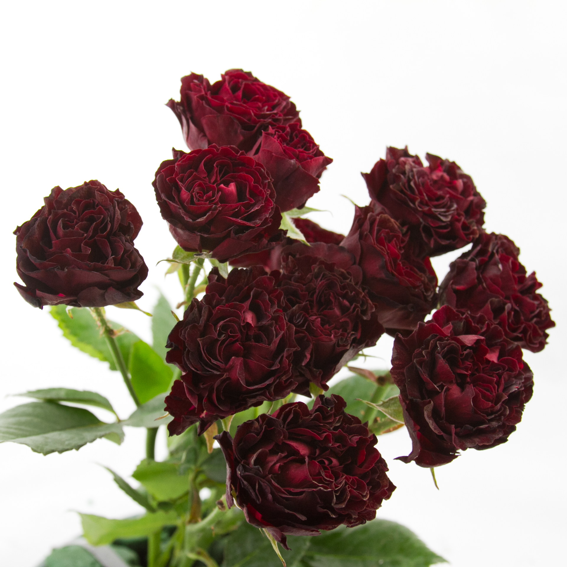 27.-Butterfly-Sensation.1