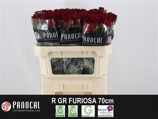 R GR FURIO 70-1759012