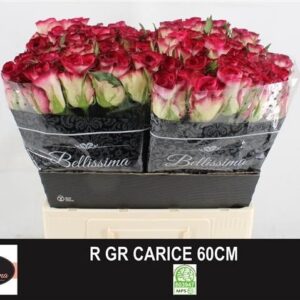 Carice 60cm