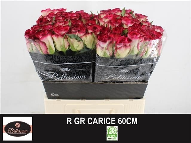 R Gr Carice60-2756055